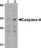 Caspase 4 antibody, ab25898, Abcam, Western Blot image 