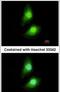 Src Kinase Associated Phosphoprotein 1 antibody, PA5-28596, Invitrogen Antibodies, Immunofluorescence image 