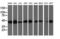 Spermine Synthase antibody, LS-C173067, Lifespan Biosciences, Western Blot image 