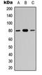 Zinc Finger Protein 441 antibody, orb234981, Biorbyt, Western Blot image 