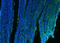 CD9 Molecule antibody, A01202-2, Boster Biological Technology, Immunofluorescence image 
