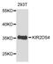 Killer Cell Immunoglobulin Like Receptor, Two Ig Domains And Short Cytoplasmic Tail 4 antibody, GTX32693, GeneTex, Western Blot image 