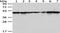 Thioredoxin domain-containing protein 5 antibody, TA350558, Origene, Western Blot image 