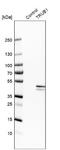 TruB Pseudouridine Synthase Family Member 1 antibody, NBP1-80866, Novus Biologicals, Western Blot image 
