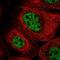 GINS Complex Subunit 3 antibody, NBP2-57457, Novus Biologicals, Immunocytochemistry image 