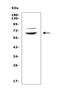 Ring Finger Protein 168 antibody, A01224-1, Boster Biological Technology, Western Blot image 