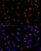 Peroxiredoxin 3 antibody, 14-779, ProSci, Immunofluorescence image 