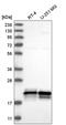 Anti-Silencing Function 1A Histone Chaperone antibody, HPA030502, Atlas Antibodies, Western Blot image 