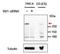 Replication Timing Regulatory Factor 1 antibody, orb12315, Biorbyt, Western Blot image 