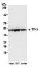 Tetratricopeptide Repeat Domain 4 antibody, A305-599A-M, Bethyl Labs, Western Blot image 