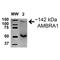 Autophagy And Beclin 1 Regulator 1 antibody, LS-C776935, Lifespan Biosciences, Western Blot image 