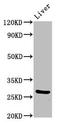 Phosphoinositide-3-Kinase Interacting Protein 1 antibody, LS-C674547, Lifespan Biosciences, Western Blot image 