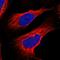 Glutaminyl-Peptide Cyclotransferase Like antibody, HPA040797, Atlas Antibodies, Immunofluorescence image 