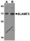 Lymphocyte Antigen 9 antibody, 6251, ProSci, Western Blot image 