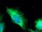 Keratin 7 antibody, 15539-1-AP, Proteintech Group, Immunofluorescence image 