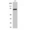 Protein Kinase C Gamma antibody, LS-C385525, Lifespan Biosciences, Western Blot image 