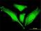 SLC2A4 Regulator antibody, H00056731-M01, Novus Biologicals, Immunofluorescence image 