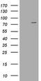 Pogo Transposable Element Derived With KRAB Domain antibody, TA505607AM, Origene, Western Blot image 