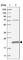 BCL2 Associated Agonist Of Cell Death antibody, HPA028185, Atlas Antibodies, Western Blot image 