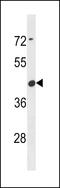 COBW Domain Containing 6 antibody, 60-720, ProSci, Western Blot image 