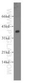 Protein Phosphatase 2 Catalytic Subunit Beta antibody, 12554-2-AP, Proteintech Group, Western Blot image 