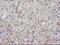 MYD88 Innate Immune Signal Transduction Adaptor antibody, LS-C172371, Lifespan Biosciences, Immunohistochemistry frozen image 
