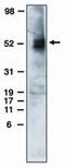 Sphingosine-1-Phosphate Receptor 4 antibody, MA1-12681, Invitrogen Antibodies, Western Blot image 