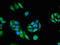 Protein Kinase C Zeta antibody, orb51226, Biorbyt, Immunofluorescence image 