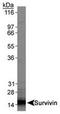 Baculoviral IAP repeat-containing protein 5 antibody, TA301428, Origene, Western Blot image 