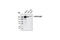 ERBB2 antibody, 2165S, Cell Signaling Technology, Western Blot image 