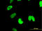 CTNNBL1 antibody, LS-C105160, Lifespan Biosciences, Immunofluorescence image 