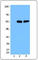 TOR antibody, 646502, BioLegend, Western Blot image 