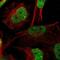 Zinc finger and BTB domain-containing protein 20 antibody, NBP1-84146, Novus Biologicals, Immunocytochemistry image 
