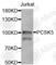 Proprotein Convertase Subtilisin/Kexin Type 5 antibody, A5450, ABclonal Technology, Western Blot image 