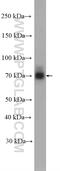 Nuclear Receptor Subfamily 4 Group A Member 1 antibody, 25851-1-AP, Proteintech Group, Western Blot image 