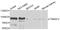 Transmembrane 9 Superfamily Member 3 antibody, STJ110129, St John