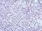 Kelch Like Family Member 13 antibody, PA5-31658, Invitrogen Antibodies, Immunohistochemistry paraffin image 