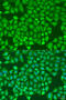 CCCTC-Binding Factor antibody, 13-987, ProSci, Immunofluorescence image 