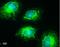 Cytochrome C Oxidase Subunit 4I1 antibody, NBP2-43540, Novus Biologicals, Immunocytochemistry image 