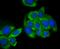 C-Type Lectin Domain Family 3 Member B antibody, A08805-2, Boster Biological Technology, Immunocytochemistry image 