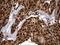 H2A Histone Family Member Y2 antibody, LS-C336839, Lifespan Biosciences, Immunohistochemistry paraffin image 