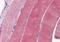 Glycogenin 1 antibody, orb89607, Biorbyt, Immunohistochemistry paraffin image 
