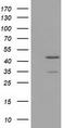 Tubulin Tyrosine Ligase antibody, TA502027S, Origene, Western Blot image 