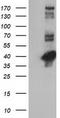 Cystathionine Gamma-Lyase antibody, TA502442, Origene, Western Blot image 