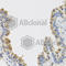 Interleukin 25 antibody, A8252, ABclonal Technology, Immunohistochemistry paraffin image 