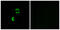 Low Density Lipoprotein Receptor Class A Domain Containing 3 antibody, abx014558, Abbexa, Immunofluorescence image 