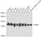 Proteasome Subunit Alpha 6 antibody, GTX32815, GeneTex, Western Blot image 