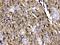Solute Carrier Family 1 Member 3 antibody, PA5-80012, Invitrogen Antibodies, Immunohistochemistry paraffin image 