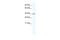 Kruppel Like Factor 2 antibody, 28-748, ProSci, Western Blot image 