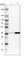 SSRA antibody, HPA011276, Atlas Antibodies, Western Blot image 
